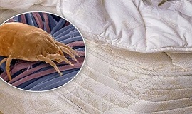 Как избавиться от пылевых клещей Как избавиться от пылевых клещей м