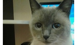 Домашние питомцы — наши друзья Домашние питомцы - наши друзья м