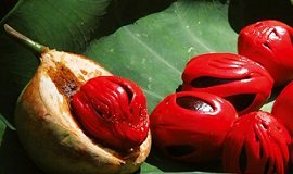 Чем полезен мускатный орех для мужчин Мускатный орех для потенции м