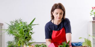 Продажа растений для дома и офиса: какие растения в горшках популярны в квартирах и общественных зданиях, какие экзотические фрукты плодоносят в горшках и какие горшечные растения выращивают для красоты