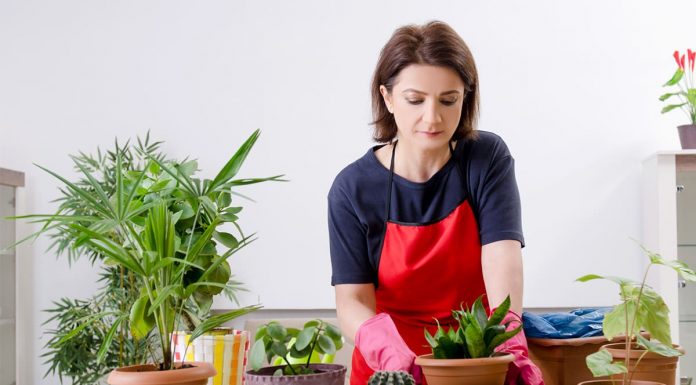 Продажа растений для дома и офиса: какие растения в горшках популярны в квартирах и общественных зданиях, какие экзотические фрукты плодоносят в горшках и какие горшечные растения выращивают для красоты