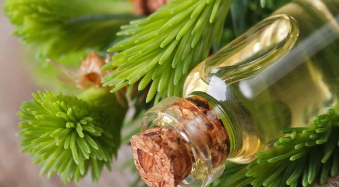 Покупка лекарств, изготовленных из натуральной Сибирской пихты