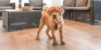 Могут ли собаки есть салат из капусты? 5 рисков для здоровья от салата из капусты для собак