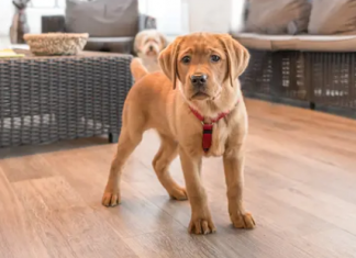 Могут ли собаки есть салат из капусты? 5 рисков для здоровья от салата из капусты для собак