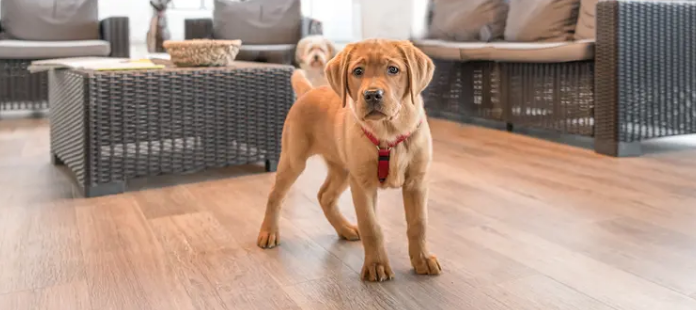 Могут ли собаки есть салат из капусты? 5 рисков для здоровья от салата из капусты для собак