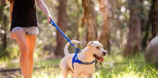 Решение завести щенка: что понадобится для питомца