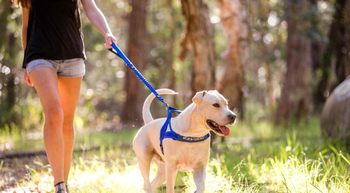 Решение завести щенка: что понадобится для питомца