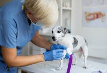 Кастрация собак: когда и зачем это необходимо