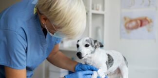 Кастрация собак: когда и зачем это необходимо