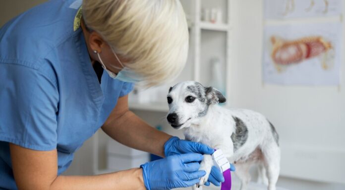 Кастрация собак: когда и зачем это необходимо