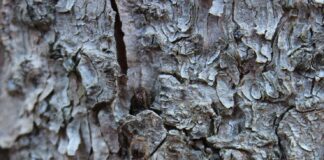 Симптомы нападения короеда