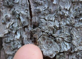 Симптомы нападения короеда